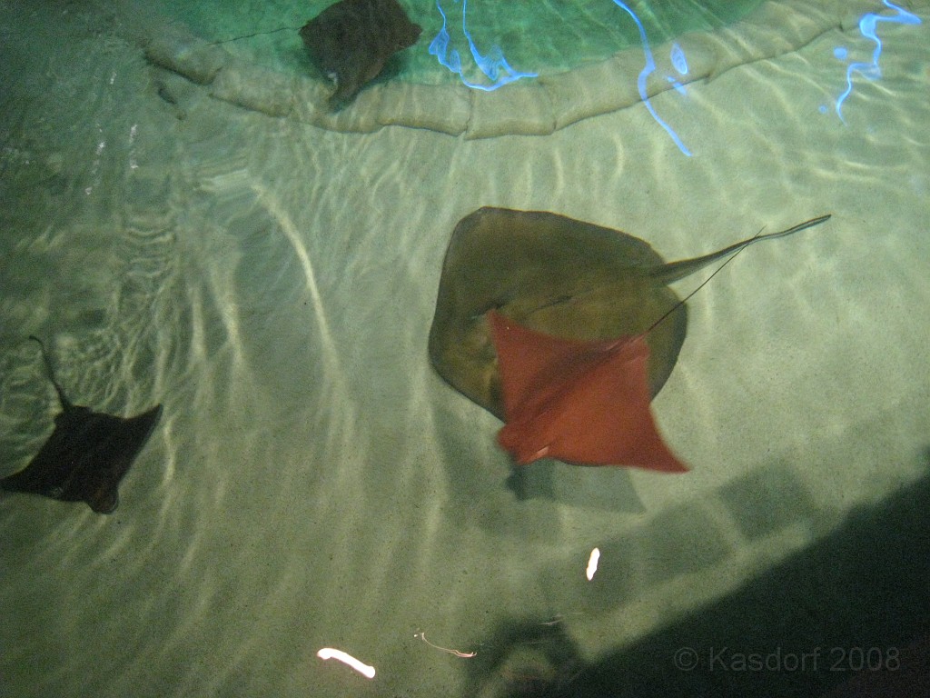 Baltimore MD 2009 0780.jpg - A 4th of July trip to Washington DC in 2009 included a stop in Baltimore MD to see the National Aquarium.